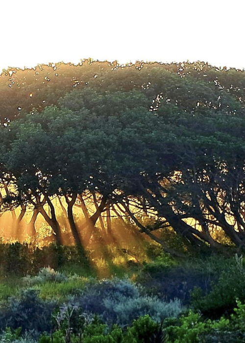 Thomas Berry and the forgotten language of the living Earth